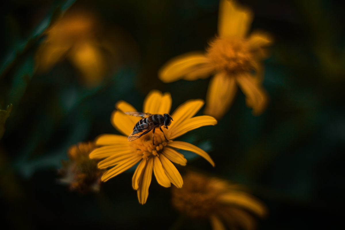 nepalese bee